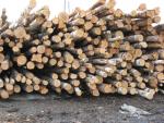 Smrek Vláknina |  Mäkké drevo | Guľatina | Закупка ООО