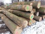 Jaseň Piliarska guľatina |  Tvrdé drevo | Guľatina | TRANS-WOOD