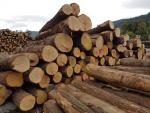 Dub Piliarska guľatina |  Tvrdé drevo | Guľatina | LEWI POLSKA Witold Leusz