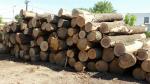 Cer Piliarska guľatina |  Tvrdé drevo | Guľatina | LEWI POLSKA Witold Leusz