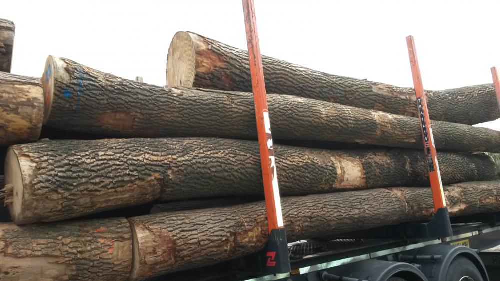 Výkup orechového dreva cena