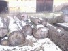 Prodam drevo na obalovou vyrobu nebo na topeni
