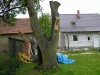 Prodám ořech