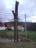 Predám lipu - kmeň