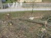 Predám kmene - javor, jaseň, lipa