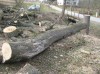 Predám kmene - javor, jaseň, lipa