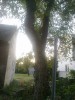 orechove drevo