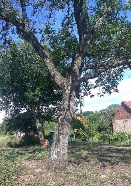 orech, predaj orechového dreva