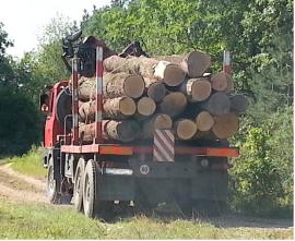 Kúpim guľatinu dub,borovicu,  ihličnatú vlákninu