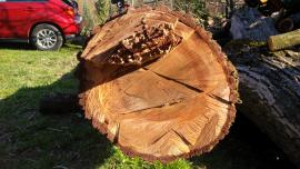 Predam dva 4m / ø40cm kmene zdravych orechov - DOHODA