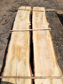 Dubove rezivo