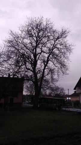 Krasny orech na koreni