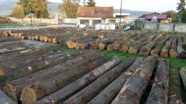 predaj dubovej guľatiny