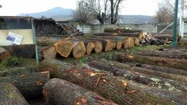 Predaj DUBOVEJ guľatiny.