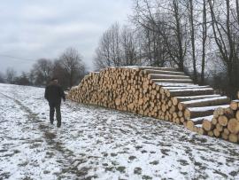 Poptávám kulatinu