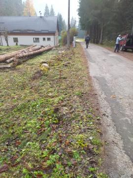 Smrekova gulatina