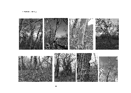 Predaj 25 ks  stromov