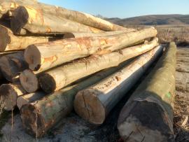 Predáme bukovú guľatinu priemery 50+ a 40+