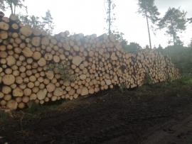 Zdravý smrek + korovec