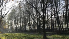 Jelša na vyrub, vysoke kmene, pilarska kvalita gulatiny, 40-50 cm