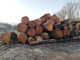 Prodáme modřínovou kulatinu 47+ 10+12m