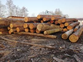 Prodáme modřínovou kulatinu 47+ 10+12m