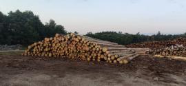 Smreková gulatina 11,8m