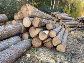 Prodám ČERSTVOU borovicovou kulatinu