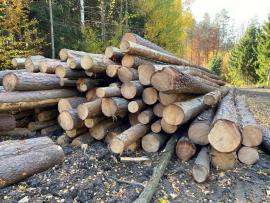 Prodám ČERSTVOU borovicovou kulatinu