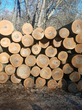 BUK guľatina s jadrom! Celoročne