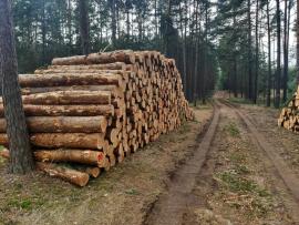 Borovice 2,5m - 500m3