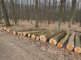 Guľatina Jasen Štíhly ( Fraxinus )