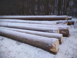 prodáme JEDLI a SMRK přesílené 30+cm na tenkém