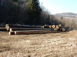 Jedľová guľatina - výberové konanie