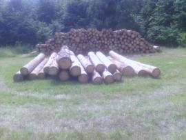 Smrk kurovec delky 5m cca 60m3 čep 20+
