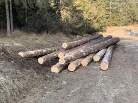 Predám borovicu a smrek