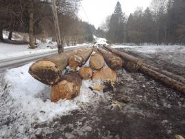 Predaj smrek-kôrovec