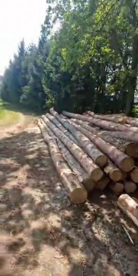 Prodám Borovici 4m