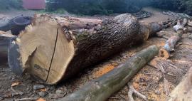 Dub zimný 80 cm