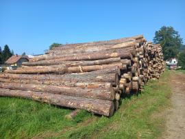 Borovice 6m 