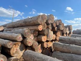 Prodám starší SM kulatinu, čep 25+, 400 m3