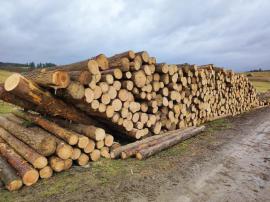Borovice 20 +