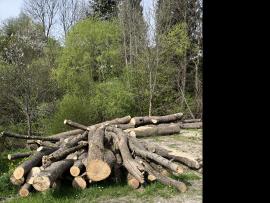Jaseň gulatina predaj