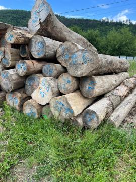 Predám guľatinu BREST HORSKY
