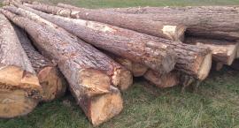 Borovicová guľatina