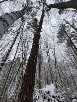 Borovicová guľatina
