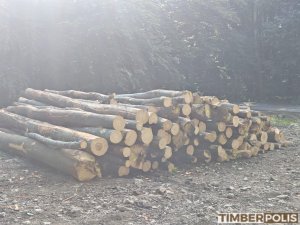 Kúpim bukovu vlákninu