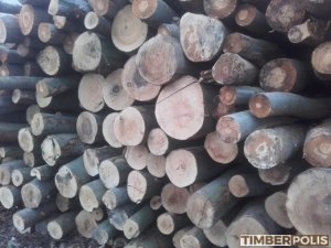 BUK VLAKNINA , aj na pni 