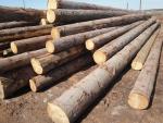 Smrek Piliarska guľatina | Mäkké drevo | Guľatina | TRANS-WOOD