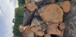 Čerešňa Piliarska guľatina | Tvrdé drevo | Guľatina | 19th-Wood s.r.o.